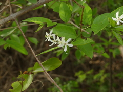 Wrightia tinctoria