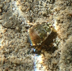 Ambrysus