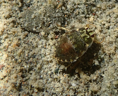 Ambrysus