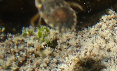 Ambrysus