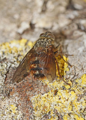 Protohystricia