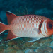 Blacktip Soldierfish - Photo (c) Mark Rosenstein, some rights reserved (CC BY-NC), uploaded by Mark Rosenstein