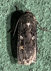 Actebia fennica