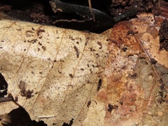 Ponera pennsylvanica