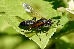 Tachytes guatemalensis