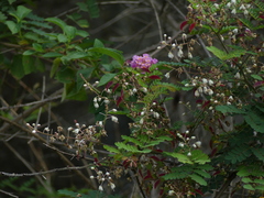 Pterolobium hexapetalum