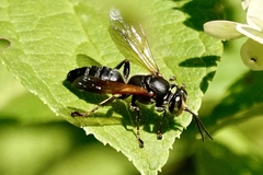 Tachytes guatemalensis
