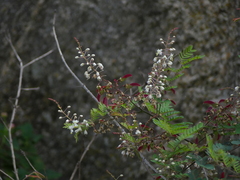 Pterolobium hexapetalum