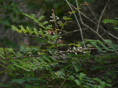 Pterolobium hexapetalum