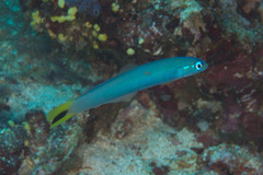 Ptereleotris heteroptera