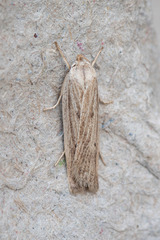 Gonioterma mistrella