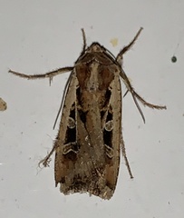 Euxoa ochrogaster