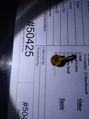 Pleuroflammula tuberculosa