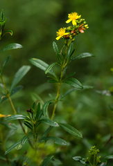 Hypericum densiflorum
