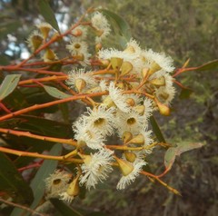 Eucalyptus calycogona