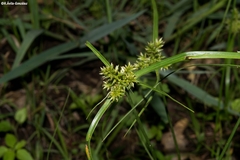 Cyperus pallidicolor