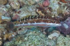 Thalassoma quinquevittatum