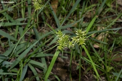Cyperus pallidicolor