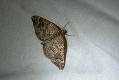 Eulithis destinata