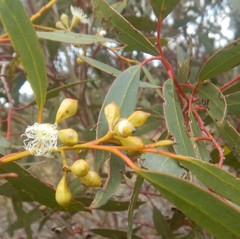 Eucalyptus calycogona