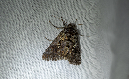 Abstruse False Looper Moth photo 2