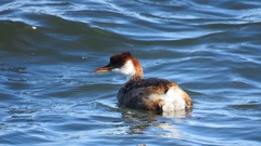 Rollandia microptera