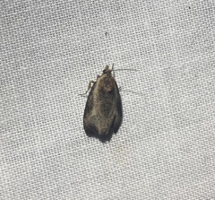 Olethreutes inornatana