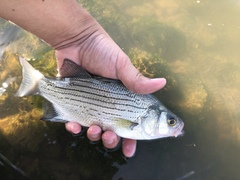 Morone chrysops × saxatilis