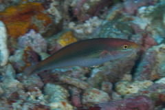 Stethojulis interrupta