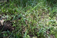 Cyperus pallidicolor