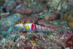 Halichoeres nebulosus