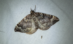 Eulithis xylina
