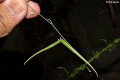 Orthosia kunthii