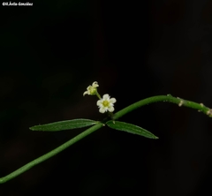 Orthosia kunthii