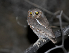 Elf Owl photo 4