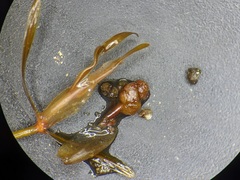 Potamogeton obtusifolius