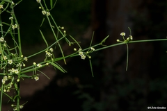 Orthosia kunthii