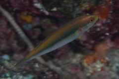 Stethojulis interrupta