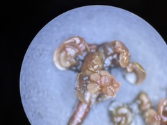 Potamogeton obtusifolius