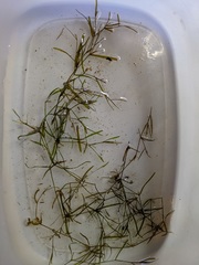 Potamogeton obtusifolius