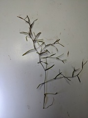 Potamogeton obtusifolius