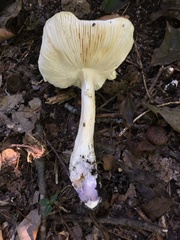 Amanita canescens