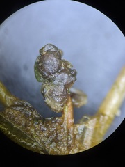 Potamogeton obtusifolius