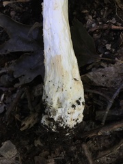 Amanita canescens