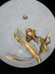 Potamogeton obtusifolius