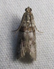 Promylea lunigerella