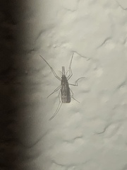 Anopheles freeborni