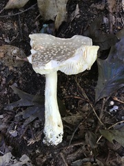 Amanita canescens