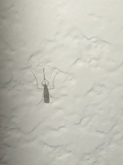 Anopheles freeborni