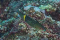 Pseudocoris bleekeri